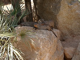 巴倫西亞的柏奧帕克,動(dòng)物,野生動(dòng)物園