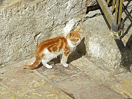 貓,動物,貓的