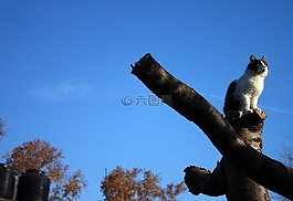 貓,天空,樹
