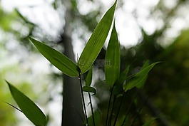 竹,射击,三峡大坝