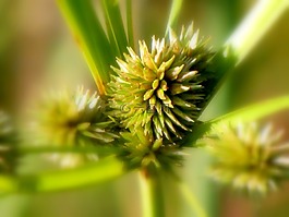 雜草,草,綠色