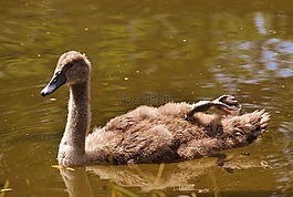 天鵝,年輕的動(dòng)物,鳥(niǎo)