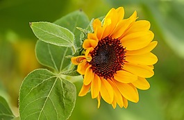 太陽花,花,開花