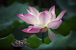 花,植物區(qū)系,蓮花