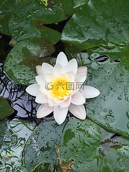 水百合,冥想,禅宗池