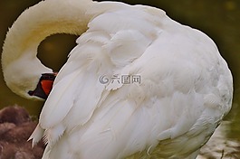 天鵝,白,鳥