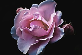 玫瑰,花,性質(zhì)