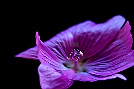 開(kāi)花,宏,性質(zhì)