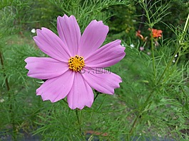 花卉,宇宙,粉色