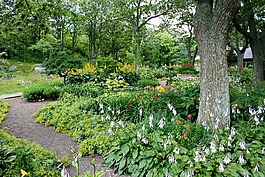 花園,路徑,鮮花