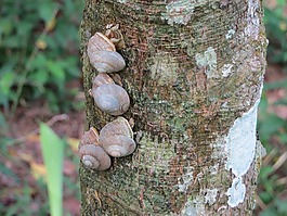 蝸牛,樹(shù),樹(shù)干