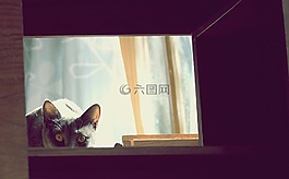 猫,弗利纳,看看