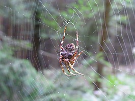 蜘蛛,arachne,蜘蛛網(wǎng)