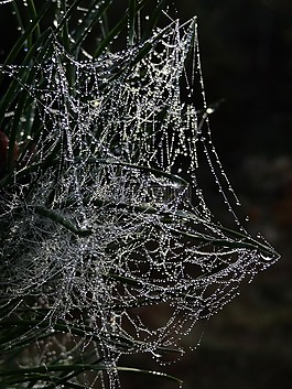 蜘蛛網(wǎng),露水,露珠