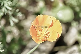 罌粟,花,植物區(qū)系
