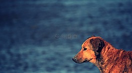 狗,流浪漢,河