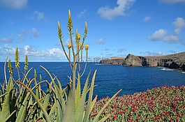 海,鮮花,性質(zhì)