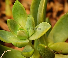 植物,綠色,自然