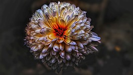 自然,植物區(qū)系,花