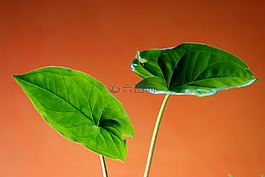植物,葉,綠色