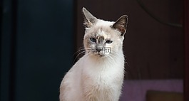 动物,猫,弗利纳