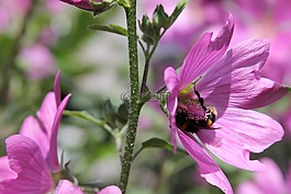 lavatera,灌木,花