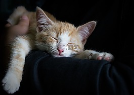 貓,舒適,睡眠