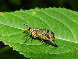 昆蟲,性質(zhì),動(dòng)物