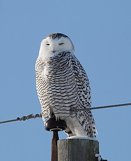 猛禽,鳥,野生動(dòng)物