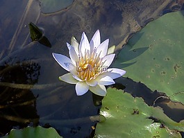 植物区系,维多利亚接,花卉