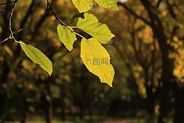 葉,樹,綠色
