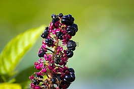 開花,廠,花
