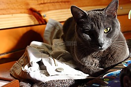 猫,宠物,加塔