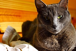 猫,宠物,加塔