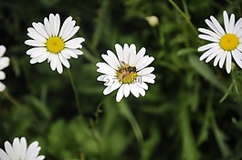 非,洲,菊