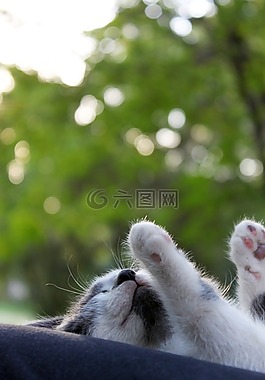 猫,宠物,加塔