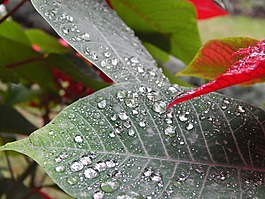 葉,濕,雨