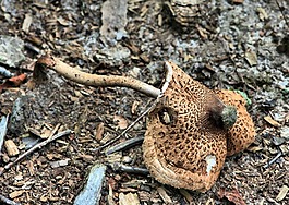 蘑菇,綠色 spored 的 lepiota,模具