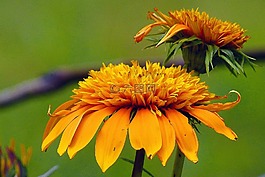 花,黃色,花的