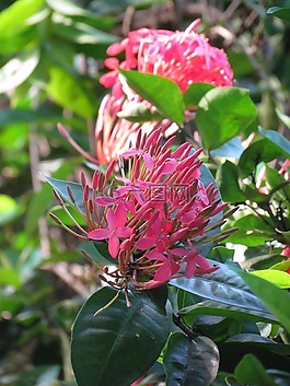 花,自然,鮮花