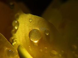 雨滴,黃色,花
