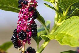開花,廠,花