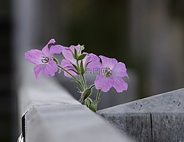 布卢姆,鲜花,性质
