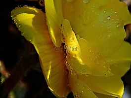 雨滴,黃色,花