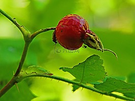 紅色,玫瑰果,甲蟲，昆蟲