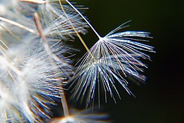 蒲公英,自然,特写
