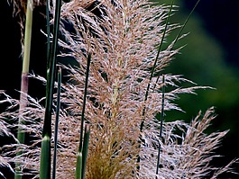 草,pompas,雜草