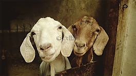 山羊,動(dòng)物,羊