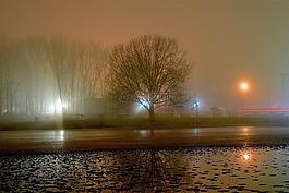 霧,夜,樹