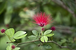 開花,火紅,熱情